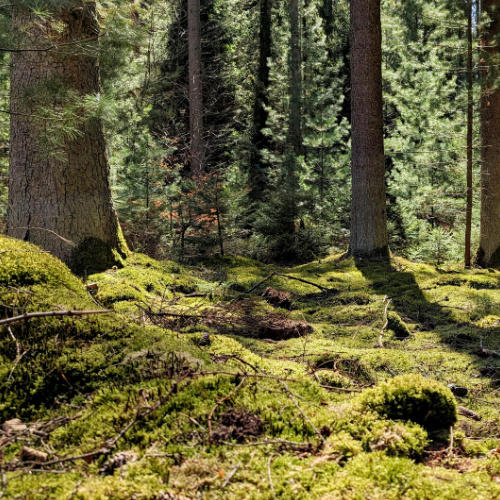 Kleiner Humberg Kaiserslautern: Wandern & Infos