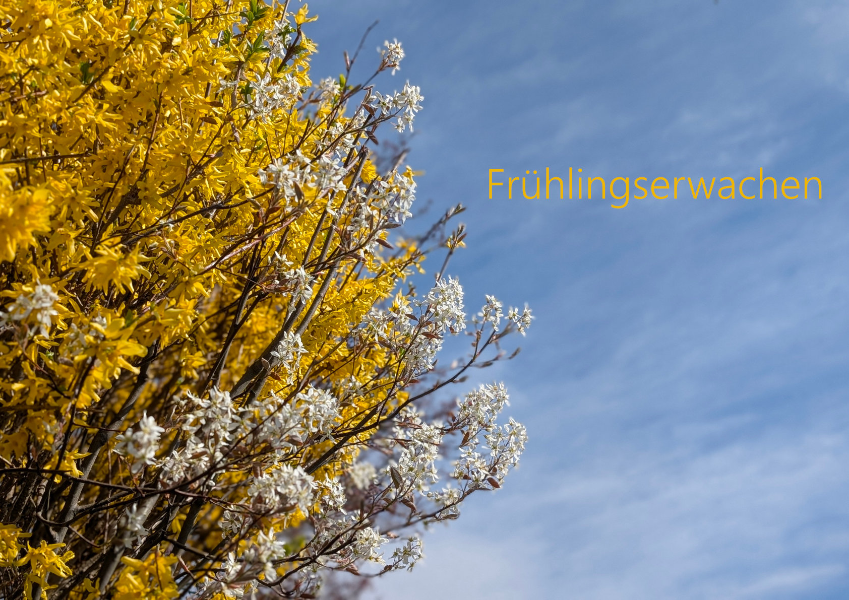 e-Book Frühlingserwachen